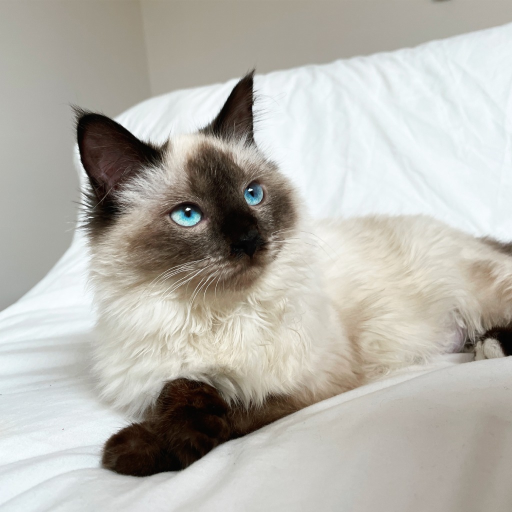 Everything you need to know before getting a Ragdoll&nbsp;cat